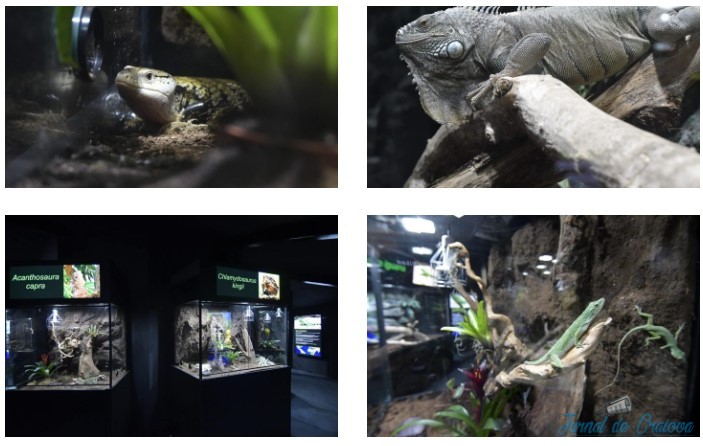 18 reptile din șapte specii diferite vor putea fi admirate în cadrul terariului din interiorul Grădinii Zoologice 1