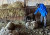 Zeci de oi au fost omorâte de șacali in comuna Rojiste!